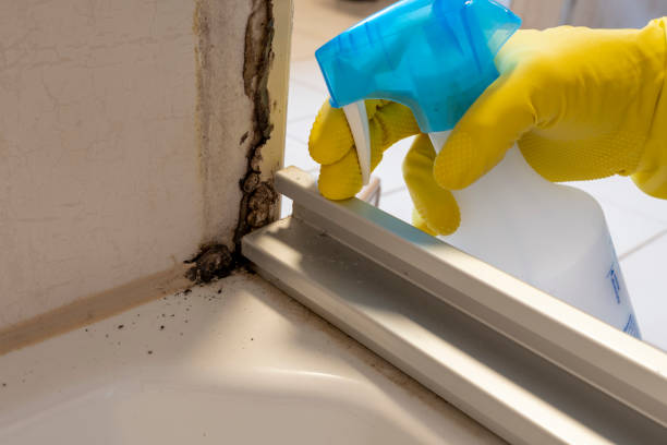 Best Mold Removal and Inspection  in Portola Valley, CA