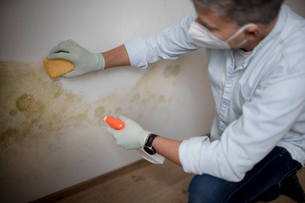 Best Residential Mold Removal  in Portola Valley, CA