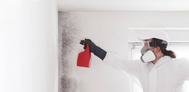 Best Certified Mold Removal  in Portola Valley, CA