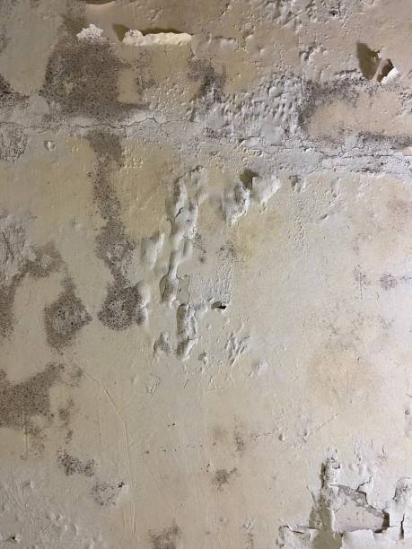 Best Affordable Mold Removal  in Portola Valley, CA