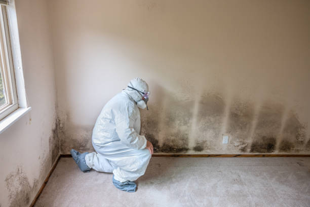 Best Office Mold Removal Services  in Portola Valley, CA