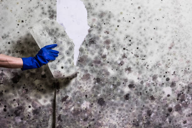 Best Best Mold Removal Companies  in Portola Valley, CA