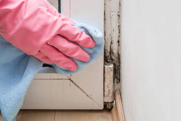 Best Attic Mold Removal  in Portola Valley, CA