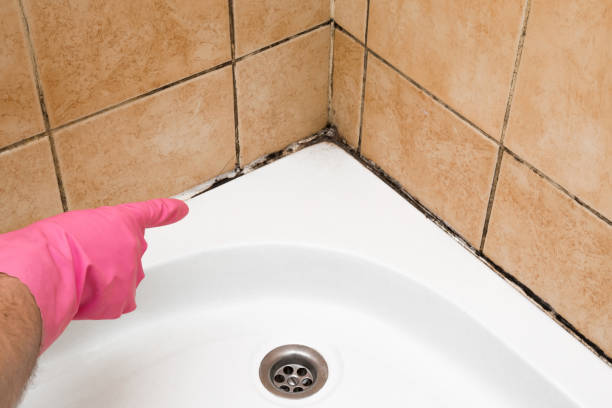 Professional Mold Removal in Portola Valley, CA