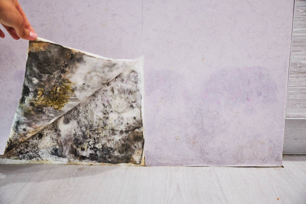 Best Certified Mold Removal  in Portola Valley, CA